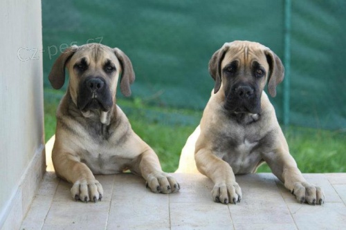 �t��ata Boerboel na prodej, �pi�kov� rodi�e