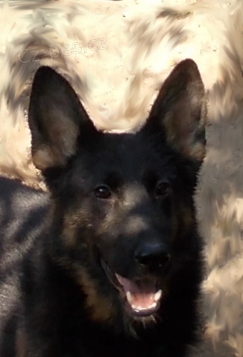 N�meck� ov��k