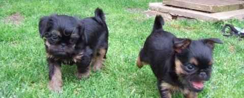 Grifonek belgick� a brabant�k s PP