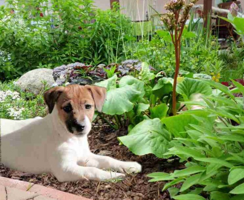 JRT s PP k odb�ru ihned!!