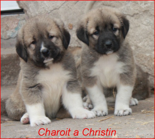 Kavkazsk� pasteveck� pes s PP