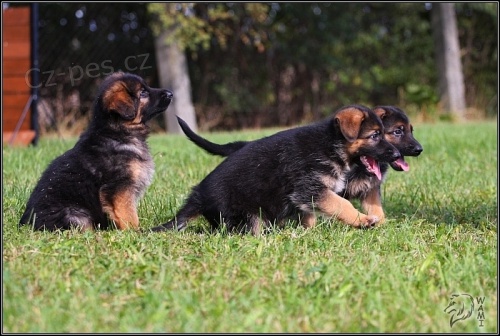 N�meck� ov��k s PP