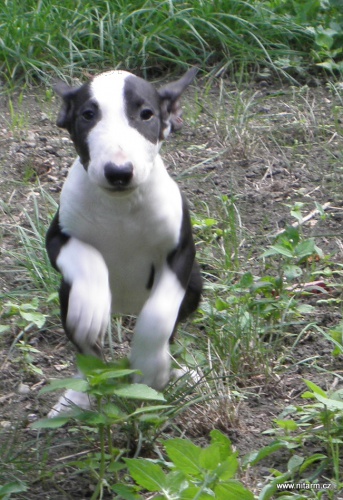 Bullterier-�t���tko s PP-kr�sn� pejsek