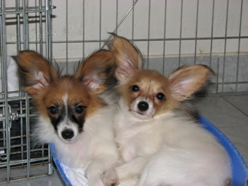 Papillon - mot�lek