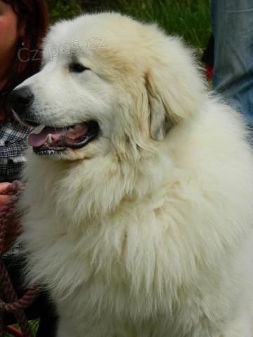 Pyrenejsk� horsk� pes