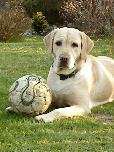 Labradorsk� retriever s PP - Jihlava