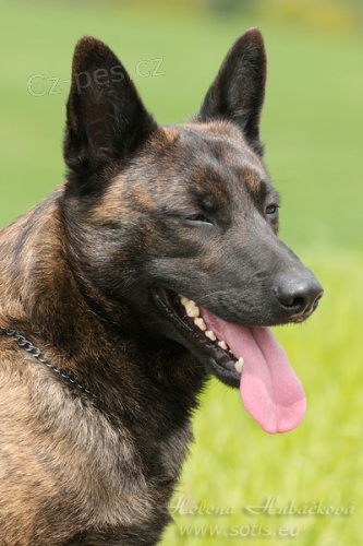 Holandsk� ov��k k odb�ru !