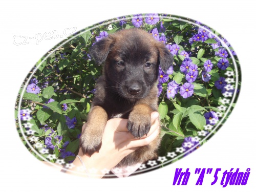 PROD�M �T��ATA - BELGICK� OV��K MALINOIS S PP
