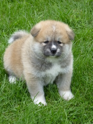 Prod�m �t���tko akity inu s PP