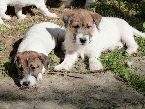 �t���tka JRT s PP k odb�ru!!