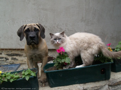 Boerboel �t��ata