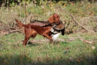 Setery irlandzkie, szczeni�ta