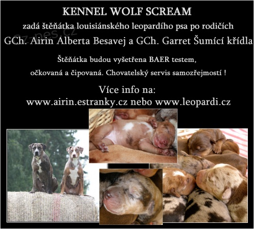 �t���tka leopard�ch ps�