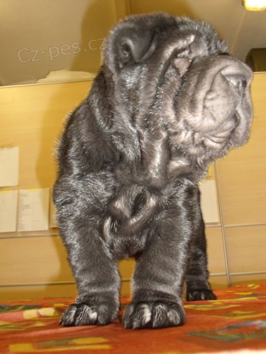 SHAR-PEI (�arpej) s PP �t�n�