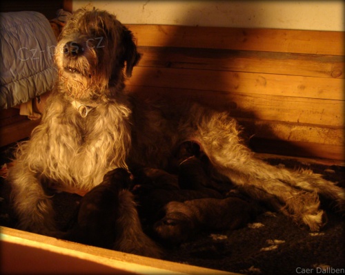 Irsk� vlkodav - �t��ata s PP