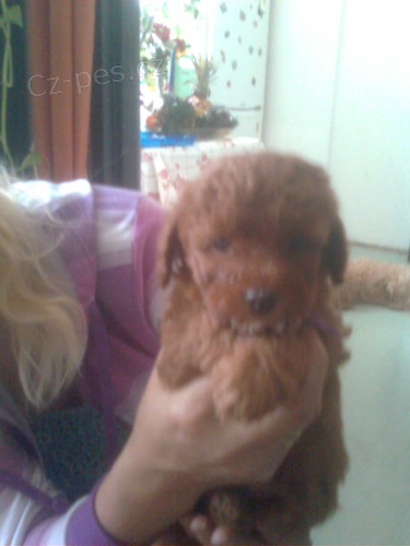 Prod�m �istokrevn�  �t�n�tko pudl�ka bez PP