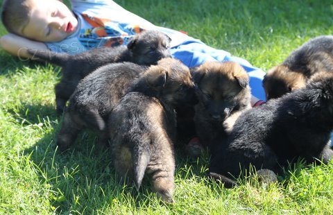 N�meck� ov��k