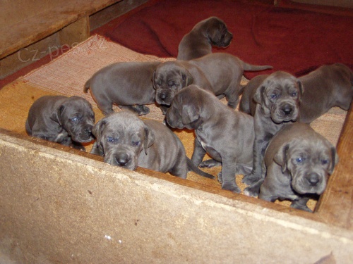 N�meck� doga modr�