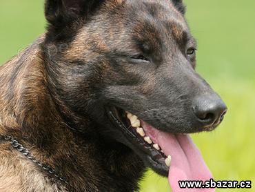 Fenka a pes Holandsk�ho ov��ka