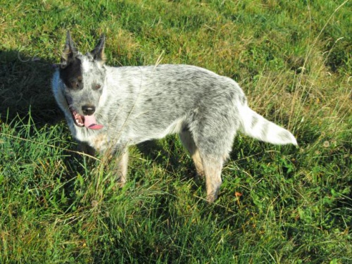 Prod�m �t��ata Australsk�ho hon�ck�ho psa s PP