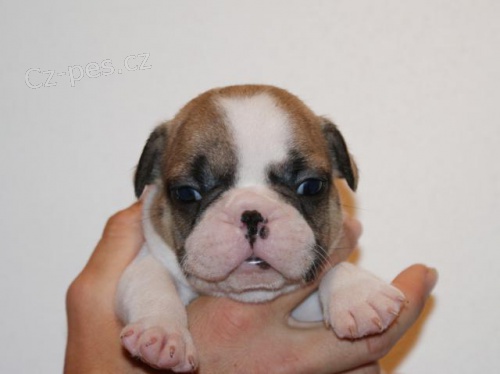 Francouzsk� buldo�ek s PP - Hradec Kr�lov�