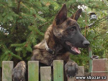 Holandsk� ov��k