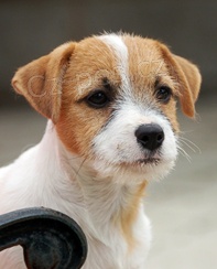 Jack Russell teri�r