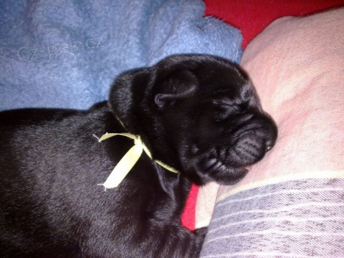 Velk� kn�ra� �ern� - �t�n� s PP