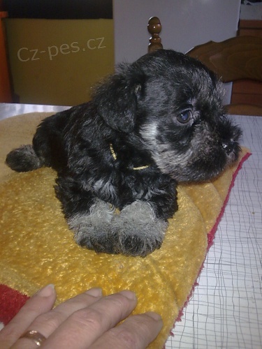 Kn�ra� mal� �ernost��b�it�