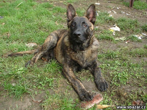 Fenka a pes Holandsk�ho ov��ka