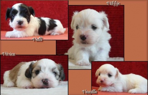 Havansk� ps�k s PP - bi�onek havansk� - fenky