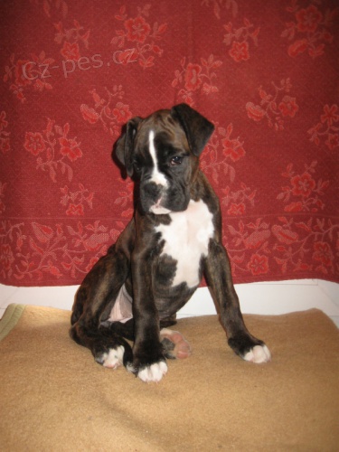 Boxer �t���tka