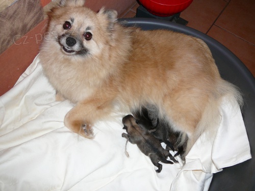 N�meck� �pic mal� bez PP