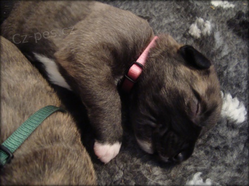 Irsk� vlkodav - �t��ata s PP