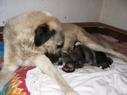 Anatolsk� pasteveck� pes - �t��ata s PP