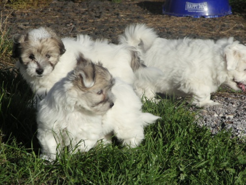 Coton de Tul�ar - �t��ata