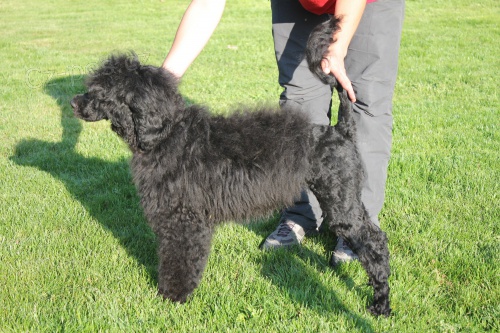 Portugalsk� vodn� pes