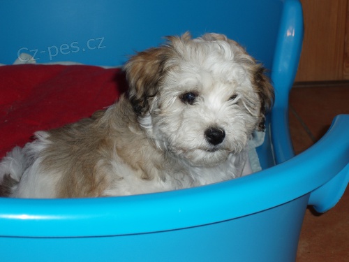 Havansk� ps�k(bi�onek) s PP-K ODB�RU