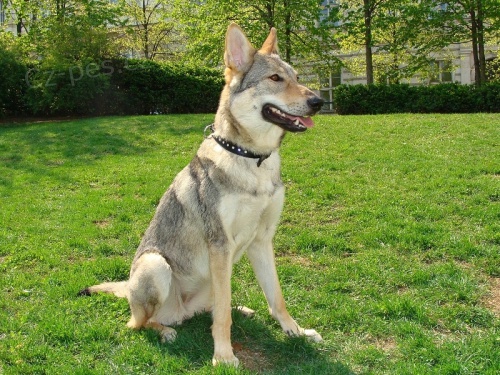 �eskoslovensk� vl��k s PP