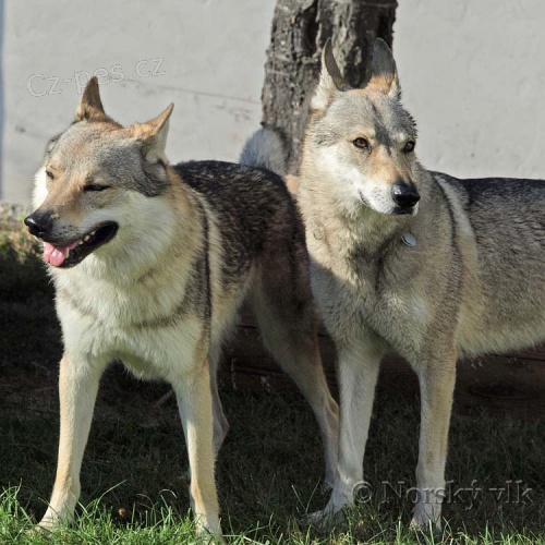 �ESKOSLOVENSK� VL��K, �t��ata