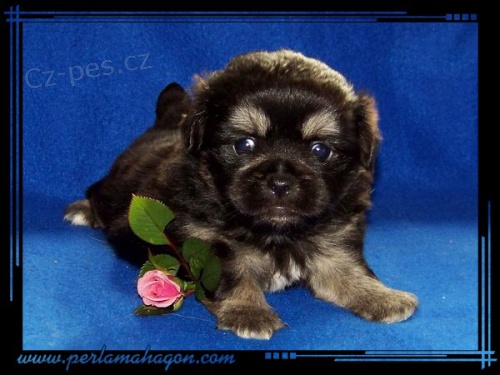 �t���tka tibe���k�