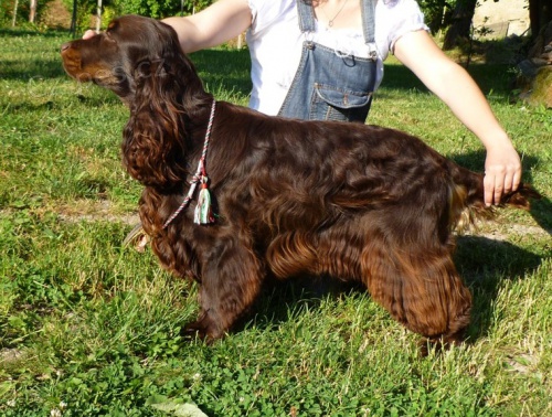 Anglick� kokr - kryt�