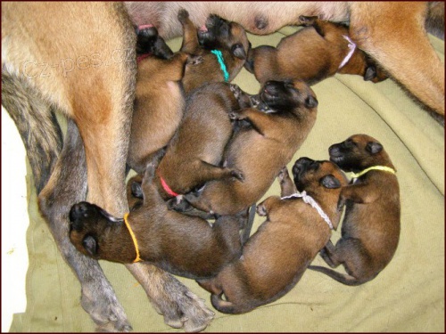 Belgick� ov��k malinois - �t��ata 