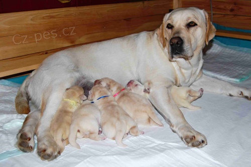 �t���tka labradorsk�ho retr�vra s PP