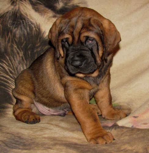 Tosa Inu - �t���tkka s PP