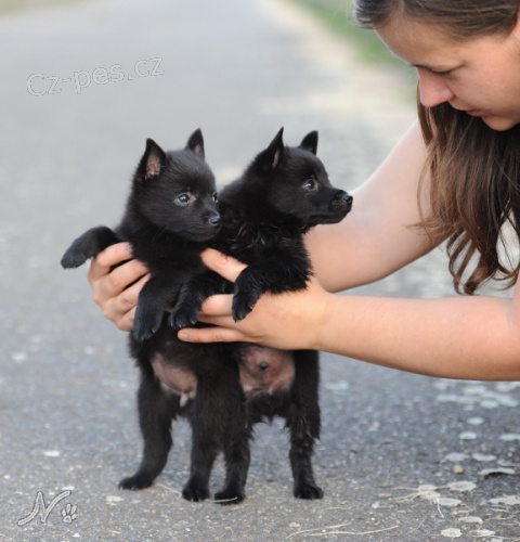 �iperka - �t���tka k odb�ru