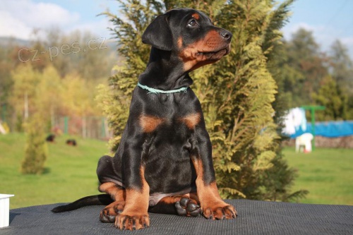 Prod�m �t�n� dobrmana