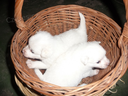 N�meck� �pic b�l�