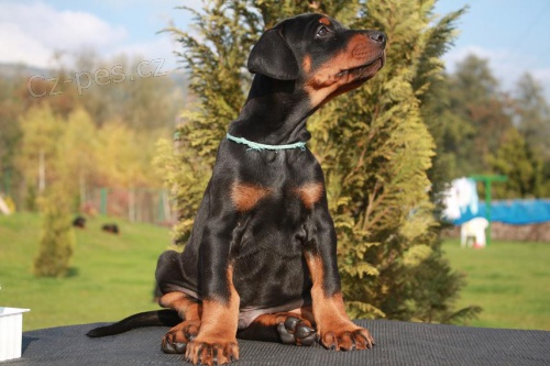 Prod�m �t�n� dobrmana