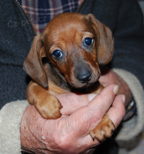 Jezev��k trpasli��/kr�li��